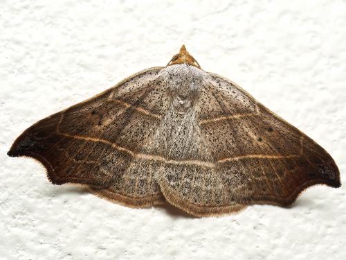 Réf. 318 025 : Laspeyria flexula