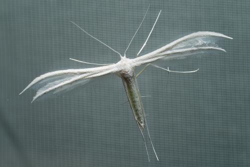 Réf. 318 226 : Pterophorus pentadactyla