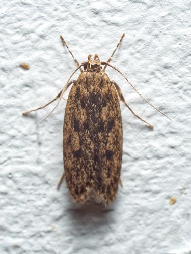 Réf. 318 171 : Hofmannophila pseudospretella