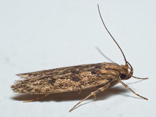 Réf. 318 172 : Hofmannophila pseudospretella