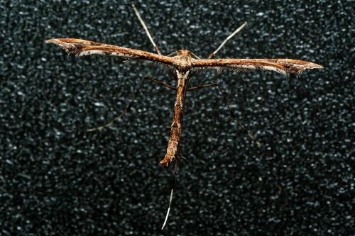 Amblyptilia sp.