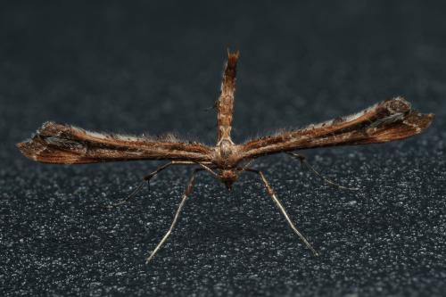 Amblyptilia sp.