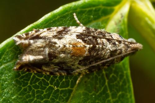 Réf. 318 318 : Epinotia nisella