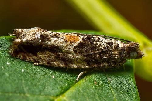 Réf. 318 319 : Epinotia nisella