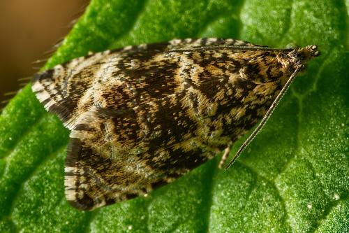 Celypha lacunana