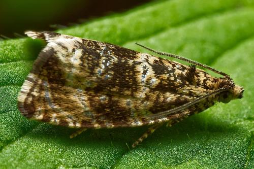 Celypha lacunana