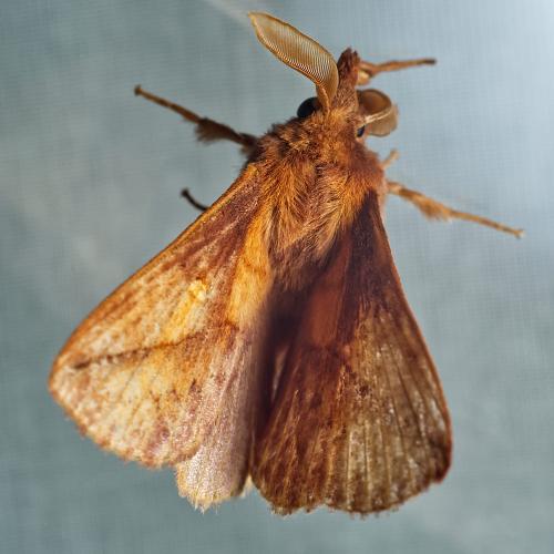 Réf. 318 107 : Euthrix potatoria