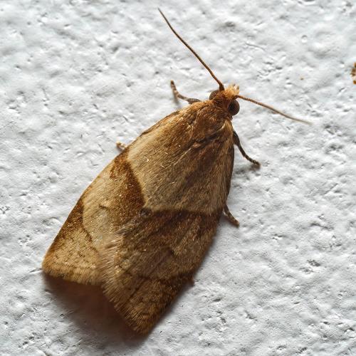 Réf. 318 294 : Clepsis rurinana
