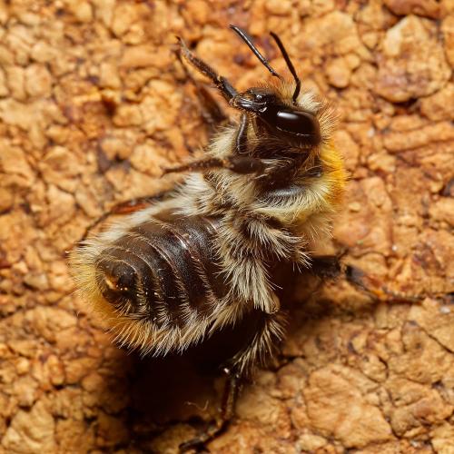 Bombus pascuorum