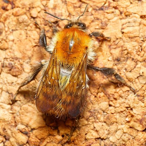 Réf. 318 658 : Bombus pascuorum