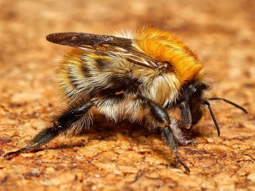 Réf. 318 657 : Bombus pascuorum