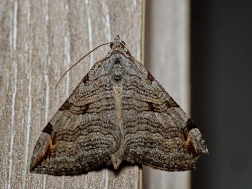 Réf. 318 086 : Aplocera plagiata