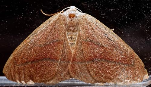 Réf. 318 087 : Hylaea fasciaria