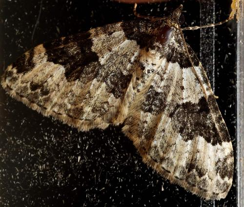 Xanthorhoe fluctuata