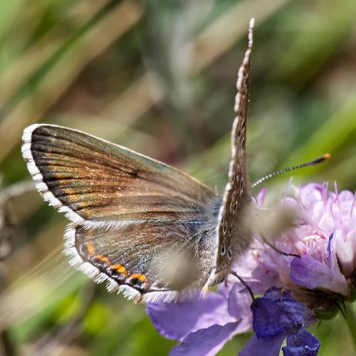 Réf. 318 378 : Polyommatus bellargus