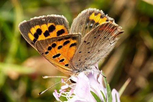 Lycaena phlaeas