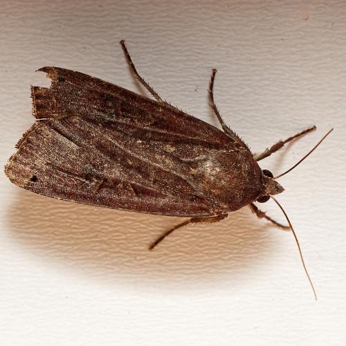Noctua pronuba