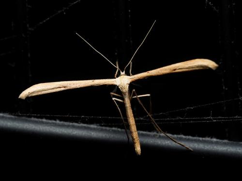 Réf. 318 270 : Emmelina monodactyla