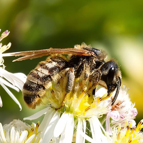 Réf. 318 835 : Halictus scabiosae