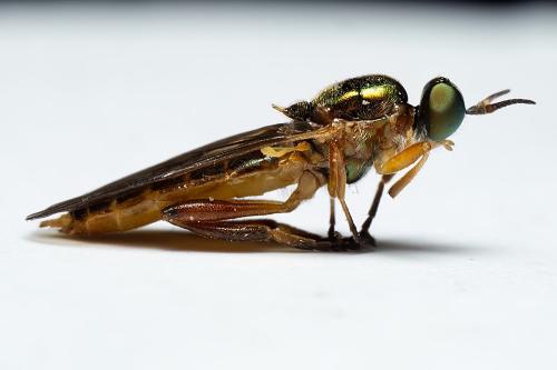 Chorisops tunisiae