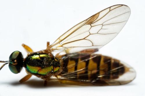 Chorisops tunisiae