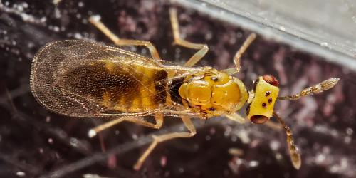 Cirrospilus sp.