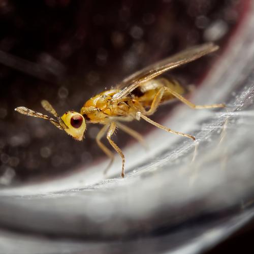 Cirrospilus sp.