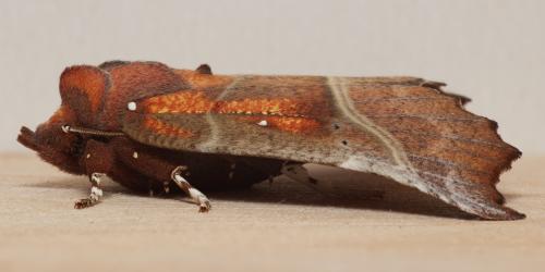 Réf. 318 029 : Scoliopteryx libatrix