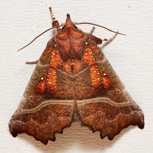 Réf. 318 028 : Scoliopteryx libatrix