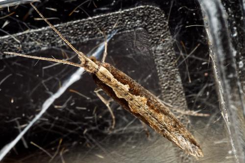 Plutella xylostella