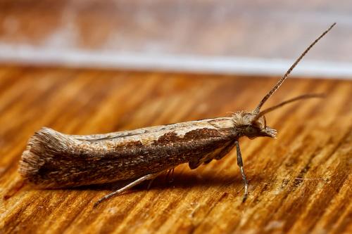Réf. 318 179 : Plutella xylostella