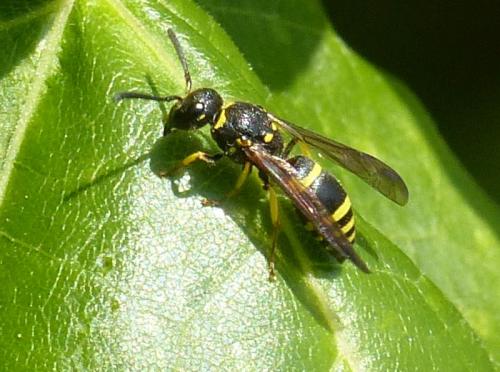 Réf. 318 963 : Ancistrocerus sp.