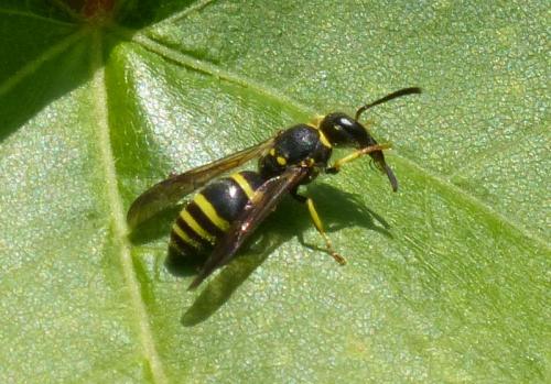 Ancistrocerus sp.