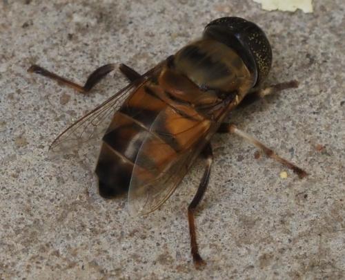 Phytomia sp.