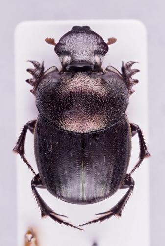 Réf. 318 605 : Onthophagus sp.
