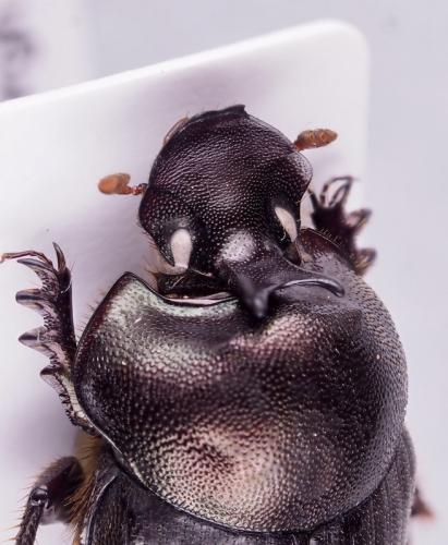 Réf. 318 604 : Onthophagus sp.