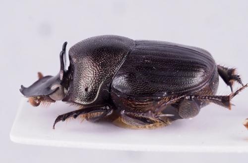 Réf. 318 607 : Onthophagus sp.