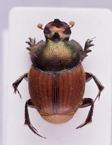 Réf. 318 490 : Onthophagus semiviridis