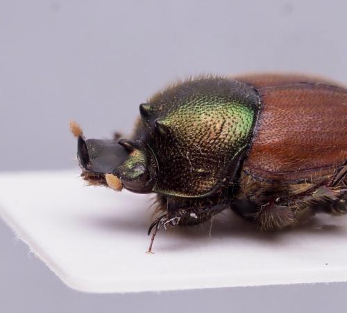 Réf. 318 152 : Onthophagus semiviridis