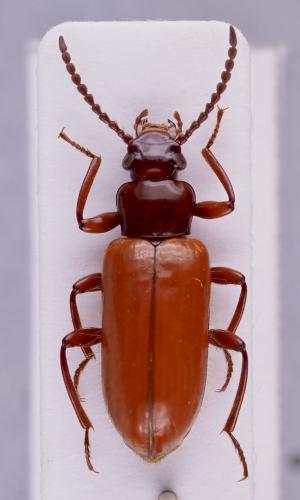 Réf. 318 053 : Miltoprepes hirtulus