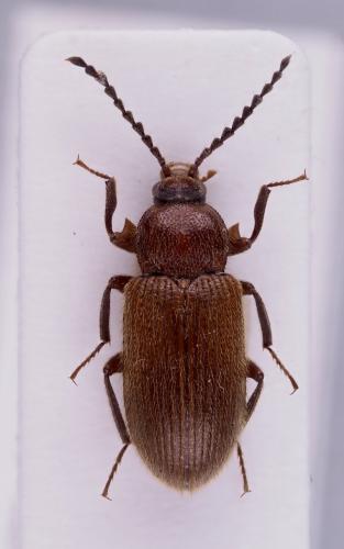 Gonocnemis hirsutus