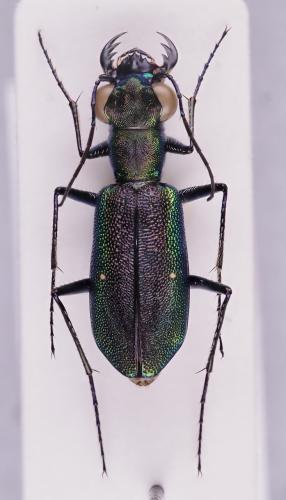 Réf. 318 052 : Prothyma leprieurii