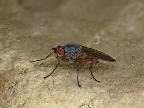 Réf. 318 076 : Gymnomus sp.