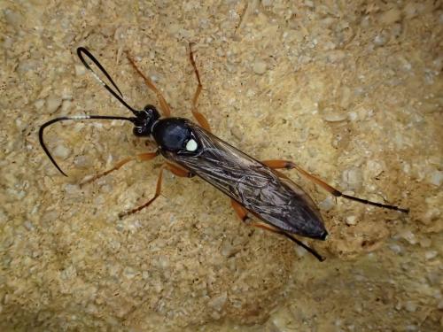 Réf. 318 090 : Diphyus quadripunctorius
