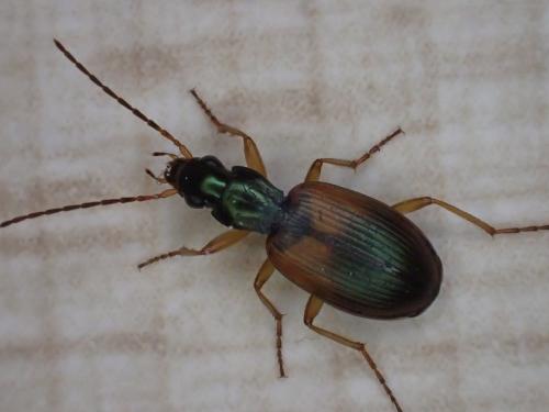 Réf. 318 161 : Anchomenus dorsalis