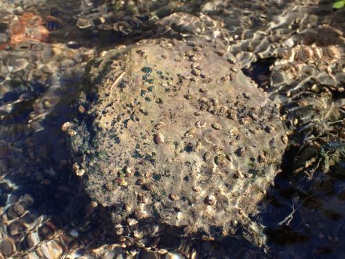 Agapetus fuscipes