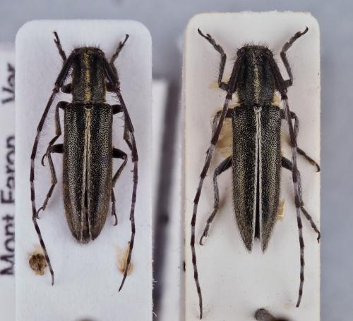 Agapanthia sp.