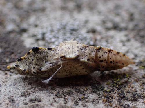 Réf. 318 798 : Pieris brassicae