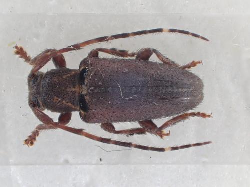 Réf. 318 862 : Estola basinotata