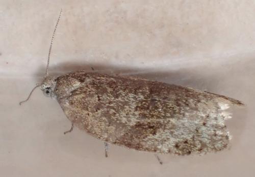 Syndemis musculana